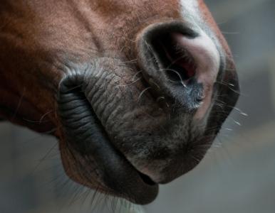 马, 鼻子, 鼻孔, 嘴里, 关闭, 一种动物, 动物的身体部分