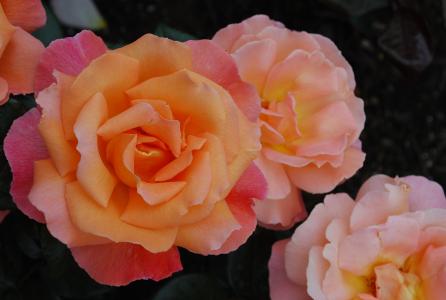 布加勒斯特花园, 玫瑰, 维多利亚, 春天, 自然, 花, 绽放