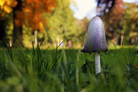 蘑菇, 秋天, 草, 自然, 绿色, 四季, 秋天的色彩