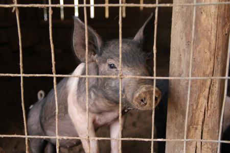 小猪, 猪, 猪笔, 猪圈, 猪肉, 农业, 猪流感