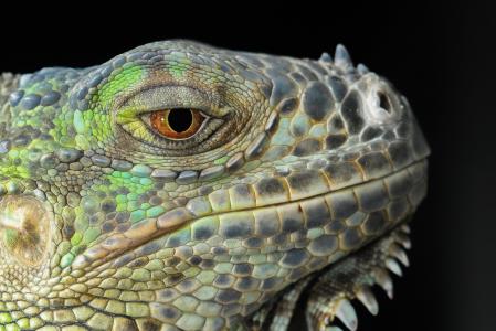 蜥蜴, 鬣蜥, 性别与发展, 龙, 动物的画像, 眼睛, 皮肤