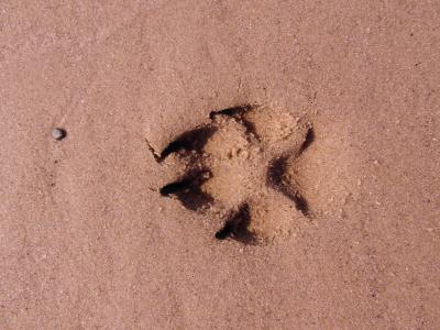 狗爪, 足迹, 爪子, 跟踪, 沙子, 海滩