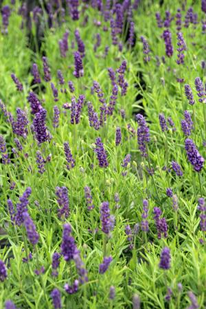 熏衣草, 香味, 薰衣草植物, 开花, 绽放, 紫色, 薰衣草花香