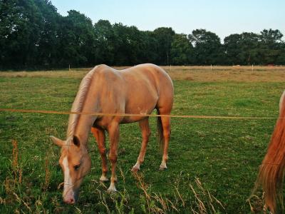 马, 耦合, 早晨的太阳, 牧场, 吃草, 骑马, 吃