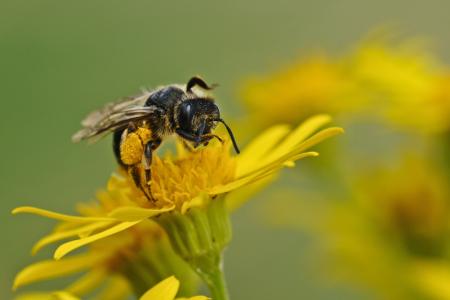 蜜蜂, 昆虫, 宏观, 牧草, 花, 一种动物, 动物主题