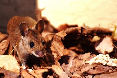 木头鼠标, 经理, 可爱, 小, 棕色, 鼠标, 自然