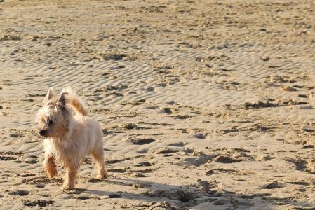 大老山, 小猎犬, 狗, 海滩, 沙子, 米色, 运行
