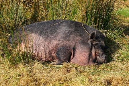 猪, 国内的猪, 牲畜, 母猪, 哺乳动物, 睡眠, 快乐猪