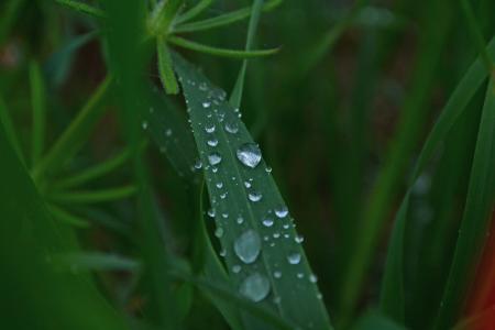 草, 湿法, 自然, 水珠