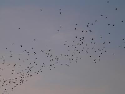 群鸟, 鸟类, 飞, 动物, 天空, 生物, 候鸟