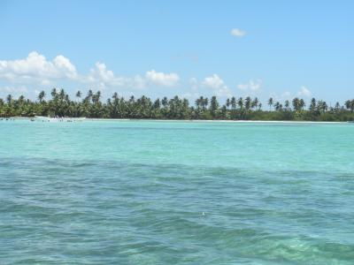 多米尼加共和国, 加勒比海, 海, 自然, 蓝色, 水, 棕榈树
