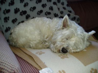 莫莉, 睡觉, 狗, 犬, 西, 高地, 白色