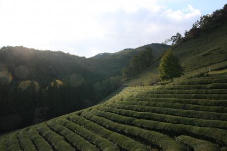 茶, 风光, 绿茶种植园, 宝城