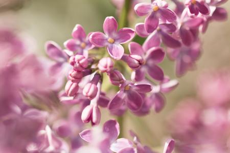 淡紫色的花, 丁香伞形花序, 丁香, 春天, 花园, 紫色, 自然