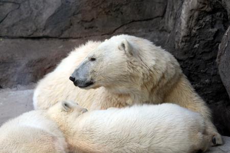 白熊, 母熊, 玩具熊, 北极熊, 动物园, 视图, 谎言