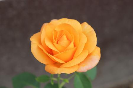 橙色玫瑰金牌, 花香, 绽放, 花园, 浪漫, 爱, 自然