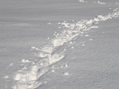 雪, 雪中的足迹, 白色, 脚印, 冬天, 雪车道, 跟踪