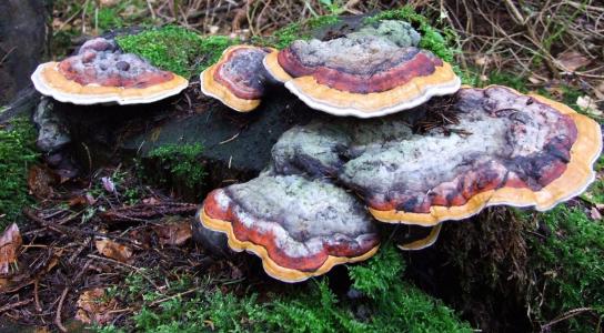 蘑菇, 树菇, 松林, 欧洲, 北, trichaptum abietinum