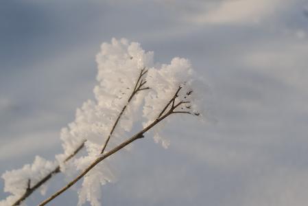 冬天, 雪, 硬的雾凇, 弗罗斯特, 贝尔, 不冷, 自然