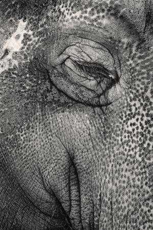 大象, 摘要, 远程, 眼睛, 人类身体的一部分, 一个人, 皱纹