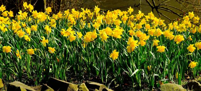 水仙花, 花, osterglocken, 黄水仙, 春天, 黄色, 黄色的花
