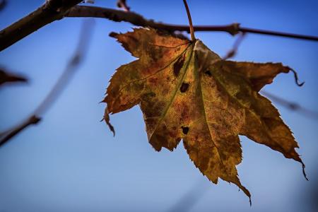 叶, 秋天, 棕色, 秋天, 秋天的落叶, 叶子, 自然