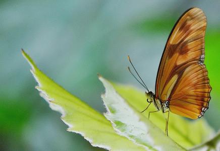 蝴蝶, 昆虫, 自然, 春天, 飞, 动物, 翅膀