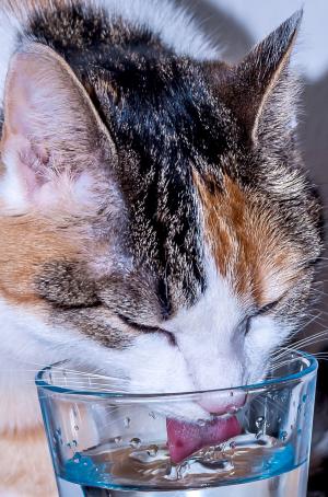 猫, 招财猫, 玻璃, 脸上, 猫的脸, 水, 饮料