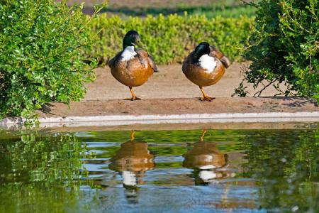 绿头鸭, 鸭, 阿纳斯, 野鸭, 水, 镜像, 池塘
