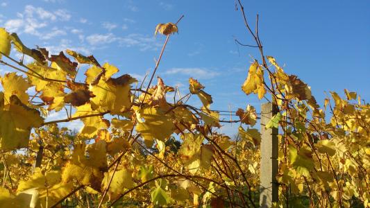 葡萄, 秋天, 叶子, 葡萄种植, 葡萄树, 秋天的色彩, 葡萄酒的叶