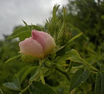 野玫瑰, 自然, 生活在雨中