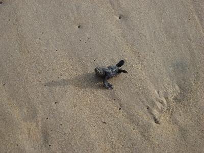 海龟, 宝贝, 沙子