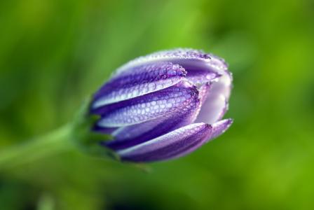 非洲雏菊, osteospermum, calenduleae, 菊科, 花, 雨滴, 淡紫色