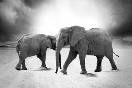 大象, 象牙, 动物, 非洲, 捕食者, 野生动物园, 动物园