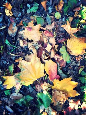 叶子, 枯萎的, 叶, 枫树, 秋天, 自然, 秋天