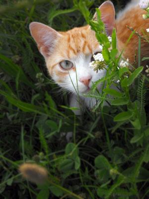 猫, tomcat, 隐藏, 草