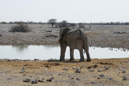 大象, 纳米比亚, 水洞, 国家公园, 野生动物, 动物, 哺乳动物