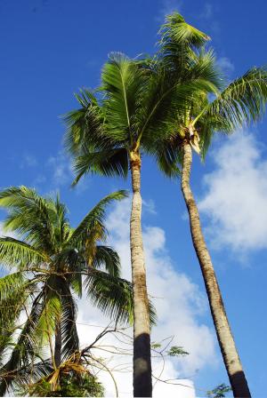 多米尼加共和国, 蓬塔卡纳, 海滩, 椰子树, 假日, 海边, 加勒比海