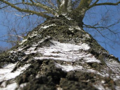 桦木树, 树, 树皮, 树干, 自然, 详细, 大