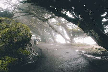 人, 行走, 具, 树木, 覆盖, 雾, 树