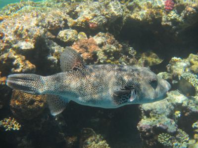 boxfish, 鱼, 红海, 珊瑚, 跳水, 水下