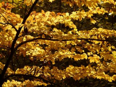 山毛榉, 山毛榉 sylvatica, 山毛榉, 森林, 金色的秋天, 金秋十月, 秋天