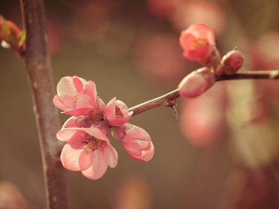 粉色, 花, 春天, 花, 增长, 粉红色的颜色, 脆弱