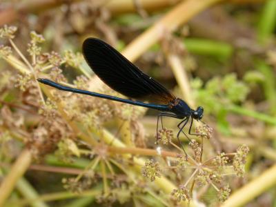 黑蜻蜓, 豆娘, 湿地, 花 calopteryx haemorrhoidalis, 昆虫, 蜻蜓, 自然
