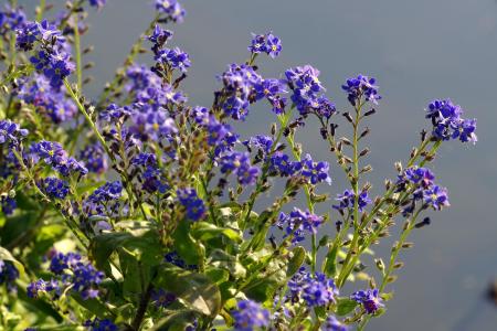 花, 蓝色, 包括一只大蓝鹭, 花坛, 花园, 不容忽视, 未成年人