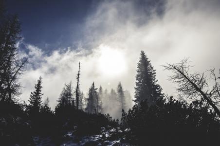 剪影, 树, 有雾, 赛季, 云计算, 森林, 雾森林