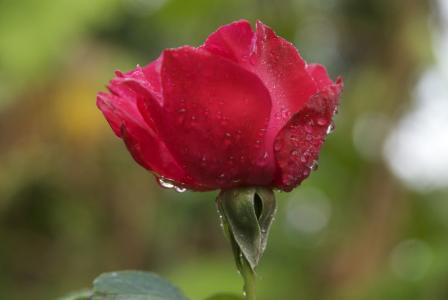 粉色, 露水, 清晨的露水, 马达加斯加, 花, 红色, 红玫瑰