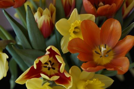 花束, 春天, 郁金香, osterglocken, 春天的花束, 花, 春天的预兆