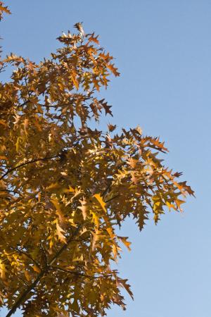 出现, 叶子, 橡树, 10 月, 秋天, 金, 橡树叶