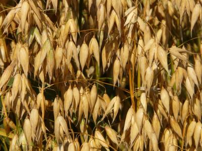 燕麦, 燕麦田, 可耕, 谷物, 粮食, 玉米田, 农业